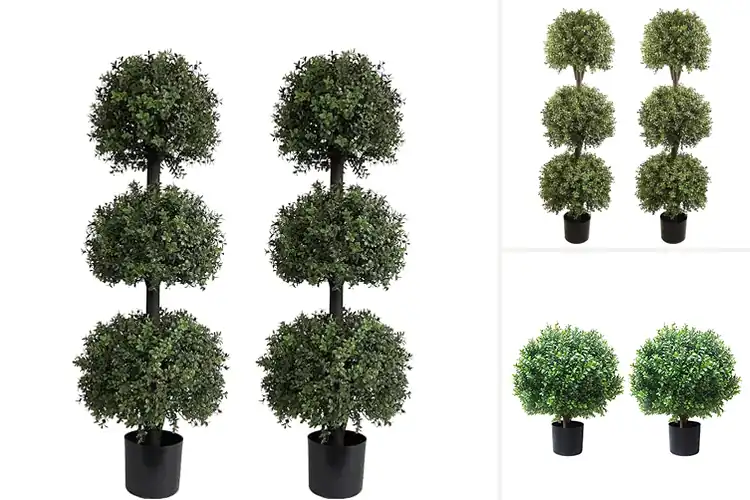 Detailed view of Best All Season Topiaries