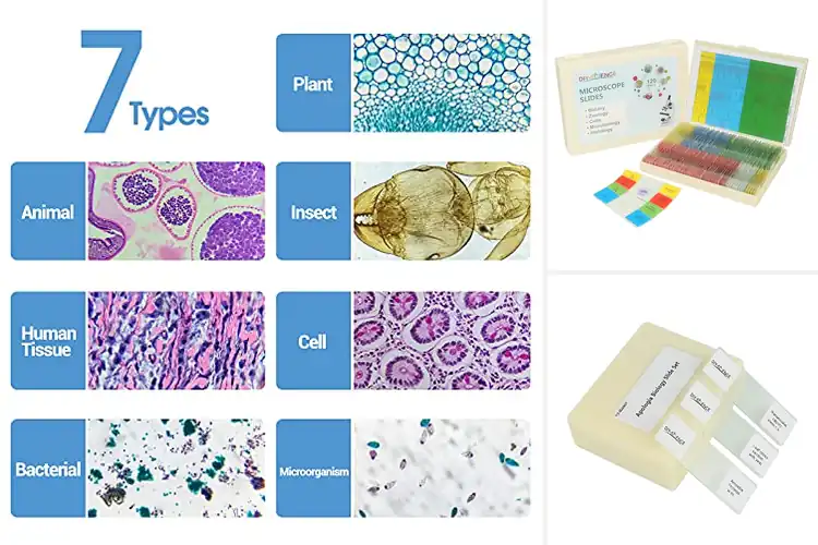 Detailed view of Explore Tiny Worlds with Best Biology Slides