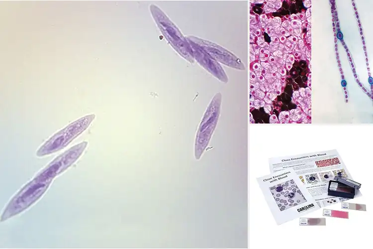 Detailed view of Best Carolina Biological Microscope Slides