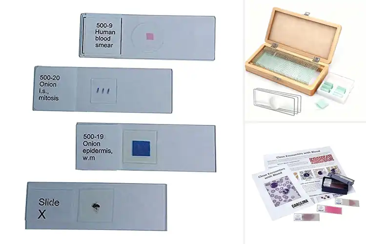 Detailed view of Best Educational Blood Slides