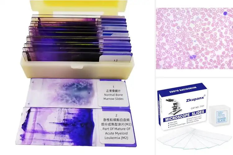 Detailed view of Best Hematology Pathology Slides
