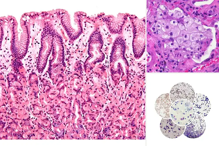 Detailed view of Best Medical Education Microscope Slides