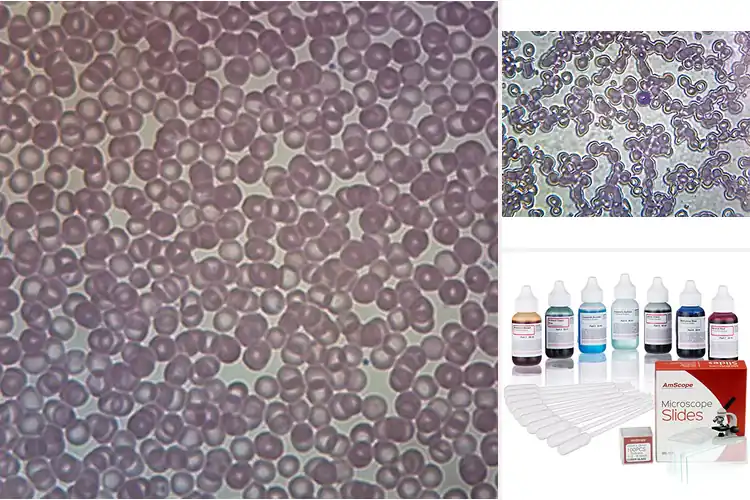 Detailed view of Best Medical Microscope Slides For Anemia