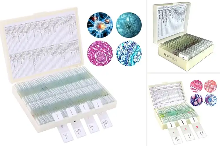 Detailed view of Best Medical Specimen Slides For Classrooms