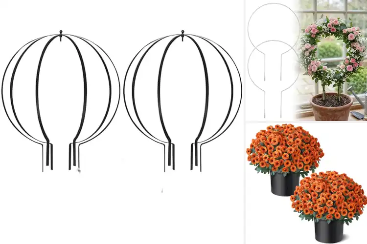 Detailed view of Best Potted Garden Topiaries