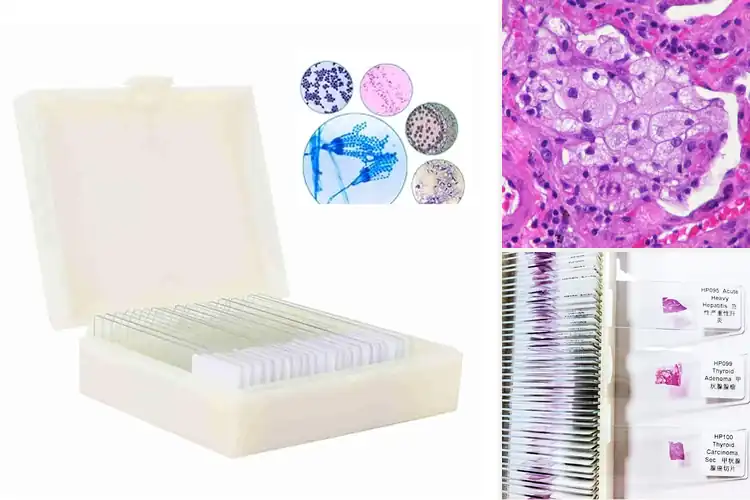 Detailed view of Best Prepared Pathology Microscope Slides