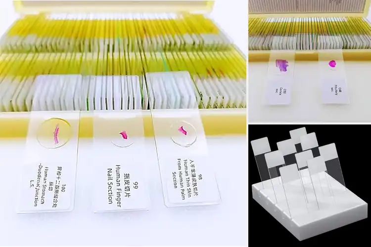 Detailed view of Best Professional Histology Slides