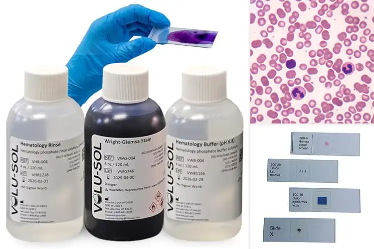 Detailed view of Best Wright’s Stain Blood Smears